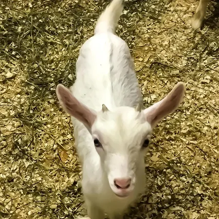 Chevres A Cheval - *