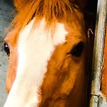 Chevres A Cheval - Apartmán Aosta
