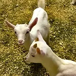Chevres A Cheval - Apartmán Aosta