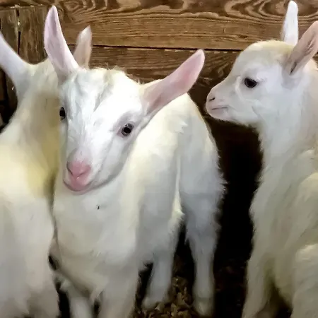 شقة Chevres A Cheval - أَويستا