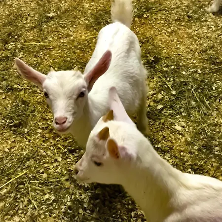 Chevres A Cheval - شقة أَويستا