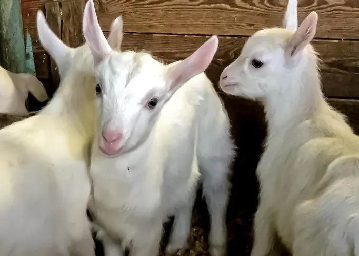 Apartman Chevres A Cheval - Aosta