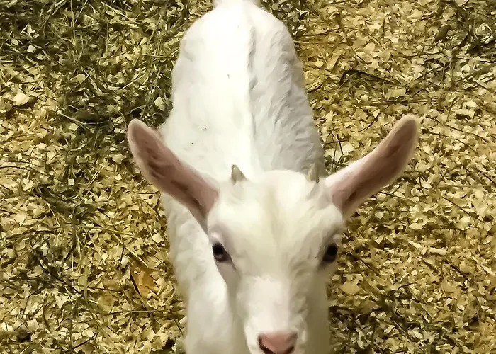 Chevres A Cheval - *