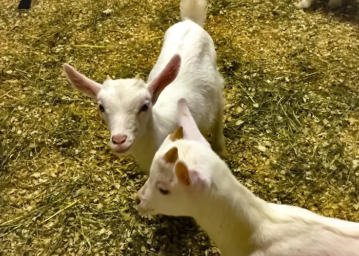 Chevres A Cheval - Apartman Aosta